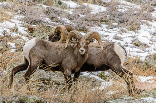 Rocky Mt. Bighorn Sheep [Ovis canadensis]