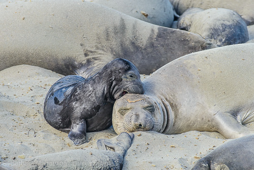 Seal pup bonding with mom.