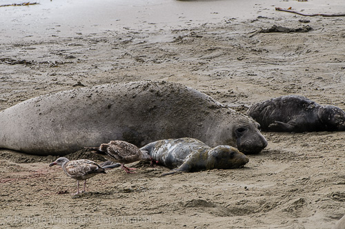 Elephant Seal newborn inspected by gull.
