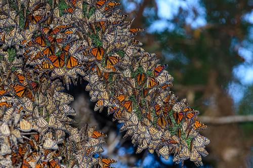 Overwintering cluster of Monarchs.
