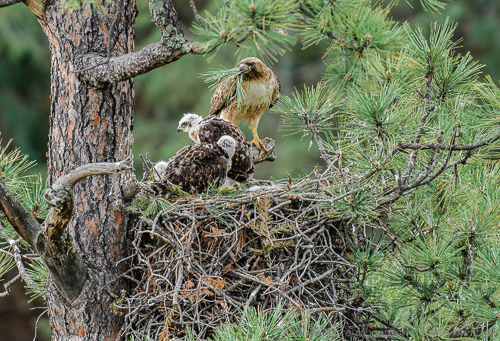 Most birds of prey bring fresh green leaves or conifer needle clusters to the nest .... the vegetation may provide concealment from above, may serve as a natural coolant, or may reduce odors and fungal growths.  Conifer needles contain aromatic chemicals, called terpenes, that may repel insects and prevent a fungal disease.
