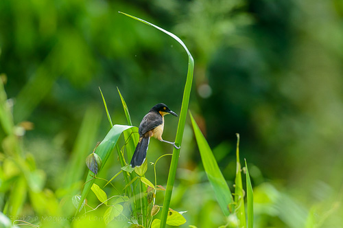 Black-Capped Donacobius clings to stream side foliage.