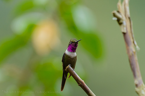 Purple-Throated Woodstar [Calliphlox mitchelii] male