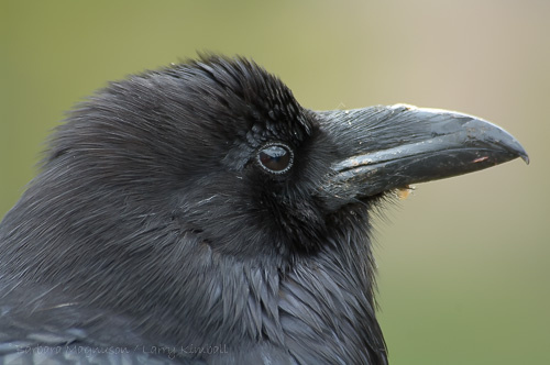 Common Raven [Corvus corax]
