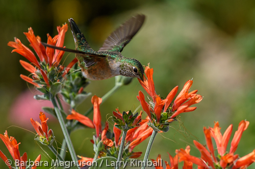 Broad-tailed Hummingbird [Selasphorus platycercus]